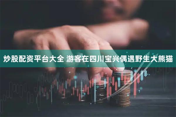 炒股配资平台大全 游客在四川宝兴偶遇野生大熊猫